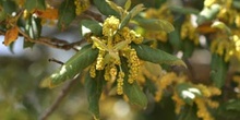 Alcornoque - Flor masc. (Quercus suber)