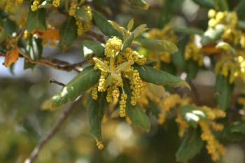 Alcornoque - Flor masc. (Quercus suber)