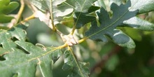 Rebollo / melojo - Yema (Quercus pyrenaica)