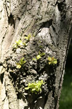 álamo negro - Tronco (Populus nigra)