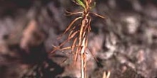 Pino silvestre - Jóven (Pinus sylvestris)