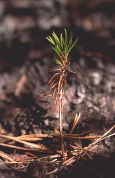 Pino silvestre - Jóven (Pinus sylvestris)