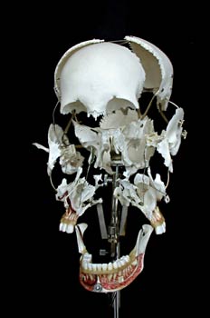 Cráneo