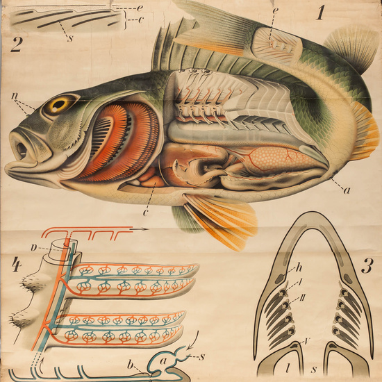 IES_RAMIRODEMAEZTU_BIOLOGIA_051