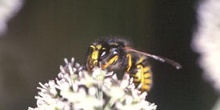 Avispa del bosque (Dolichovespula sylvestris)