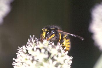 Avispa del bosque (Dolichovespula sylvestris)