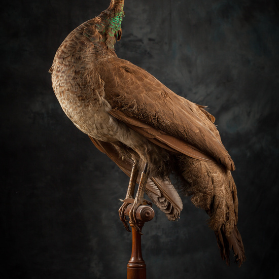 IES_SANISIDRO_BIOLOGIA_318