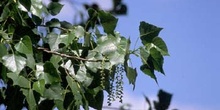 Chopo de Canadá - Hojas (Populus x canadensis)