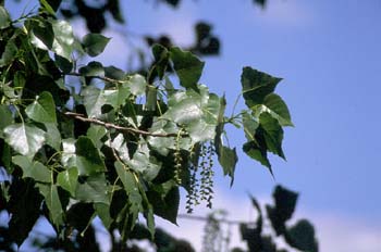 Chopo de Canadá - Hojas (Populus x canadensis)