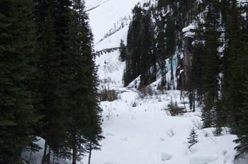 Bosque, Lago Louise, Parque Nacional Banff