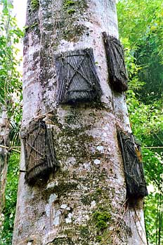 Primer plano de féretros en árbol, Sulawesi, Indonesia