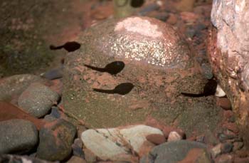 Rana pirenaica - Renacuajo (Rana pyrenaica)