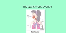 The respiratory system