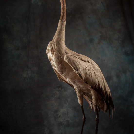 IES_SANISIDRO_BIOLOGIA_299