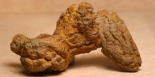 Coprolito de Tortuga (Reptil) Oligoceno