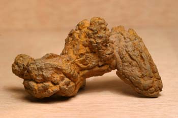 Coprolito de Tortuga (Reptil) Oligoceno