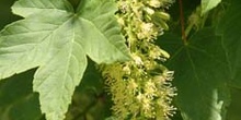 Arce blanco - Flor (Acer pseudoplatanus)