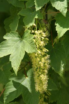 Arce blanco - Flor (Acer pseudoplatanus)