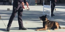 La Unidad Canina de la Policia Municipal de Las Rozas visita el cole_2_CEIP FDLR_Las Rozas_2017  2