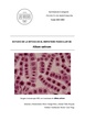 Estudio de la mitosis en el meristemo radicular de Allium Sativum