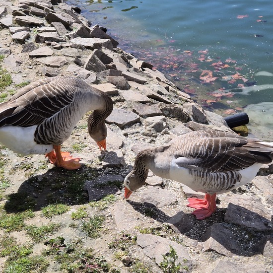 Geese in the Alhóndiga Park