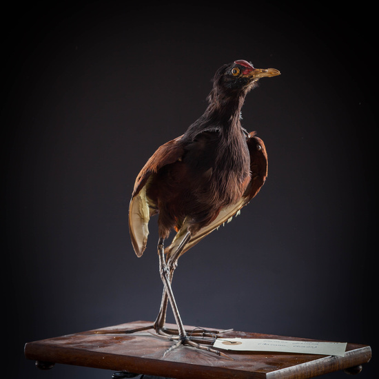 IES_SANISIDRO_MUSEO_Aves_122