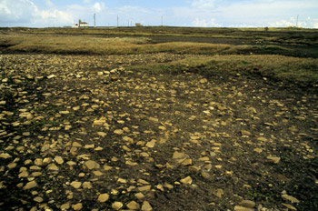 Brezal higroturboso del Cabo de Peñas, Gozón, Principado de Astu