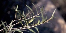 Sarga (Salix eleganos)