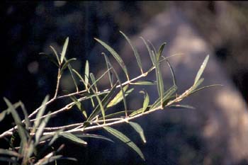 Sarga (Salix eleganos)