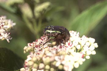 Escarabajo verde metálico (Cetonia carthami)