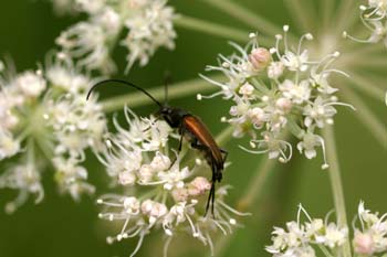 Pedostangalia pubescens