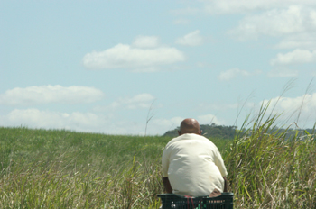 Hombre sentado en una plantación de caña de azúcar, Pernambuco,