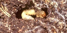 Coleóptero corófago - Larva