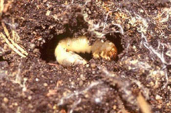 Coleóptero corófago - Larva