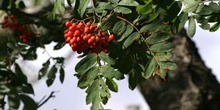 Serbal de cazadores - Fruto (Sorbus acuparia)