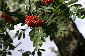 Serbal de cazadores - Fruto (Sorbus acuparia)