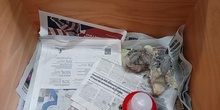 pollitos