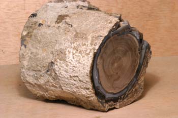 Xilópalo-Madera Fósil (Angiosperma) Cretácico