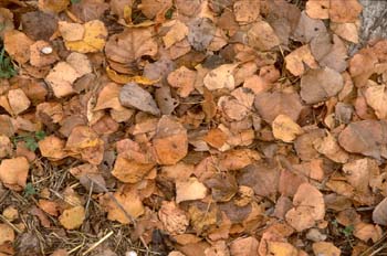 Chopo - Suelo (Populus sp.)