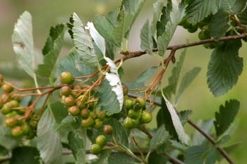 Mostajo - Fruto (Sorbus aria)