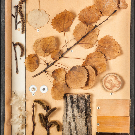 IES_CARDENALCISNEROS_BOTÁNICA_I_017