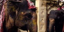 Elefantes en la subida al Palacio de Akbar, Ajmer, India