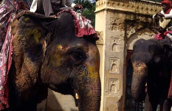 Elefantes en la subida al Palacio de Akbar, Ajmer, India