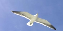 Gaviota cocinera, Argentina