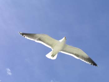 Gaviota cocinera, Argentina