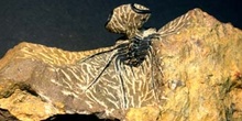 Dicranurus monstruosus (Trilobites) Devónico