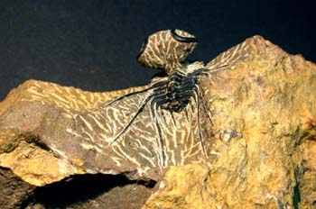 Dicranurus monstruosus (Trilobites) Devónico