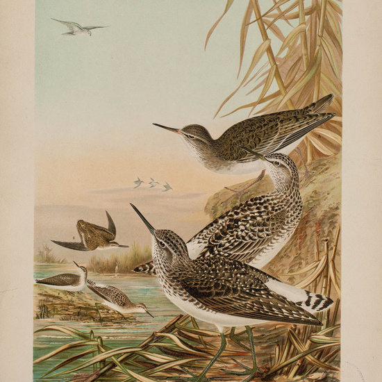 IES_CARDENALCISNEROS_AVES_LAMINAS_020