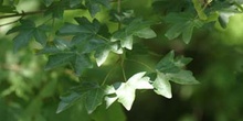 Arce campestre - Hoja (Acer campestris)