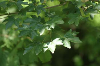 Arce campestre - Hoja (Acer campestris)